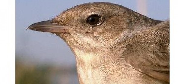 150503_NABUam-PM_Vogelstimmen-erkennen-page-001