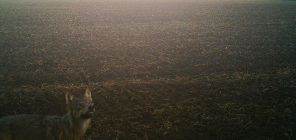 2012_08_11_Wolf_Fotofalle_Wolf_2