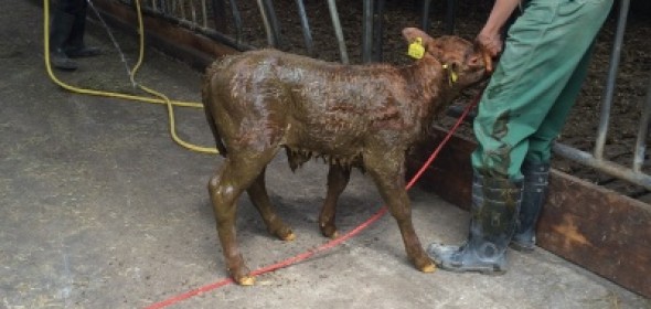 Kalb6