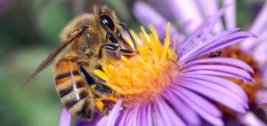 honey-bee-63023-590x280