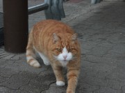 Pilotprojekt gegen Katzenelend in Schleswig-Holstein Carlos