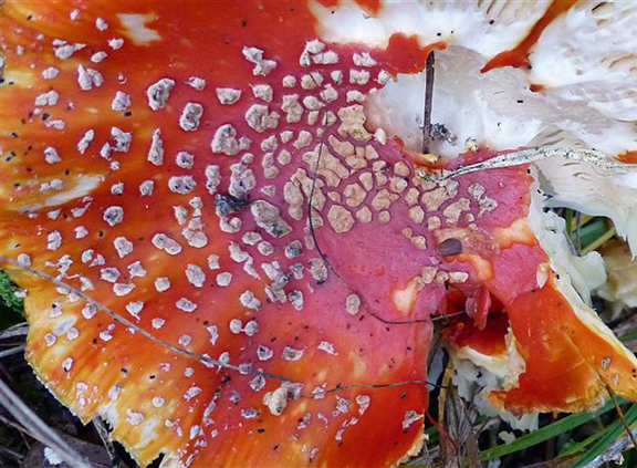 Herbst (15) (Klein)