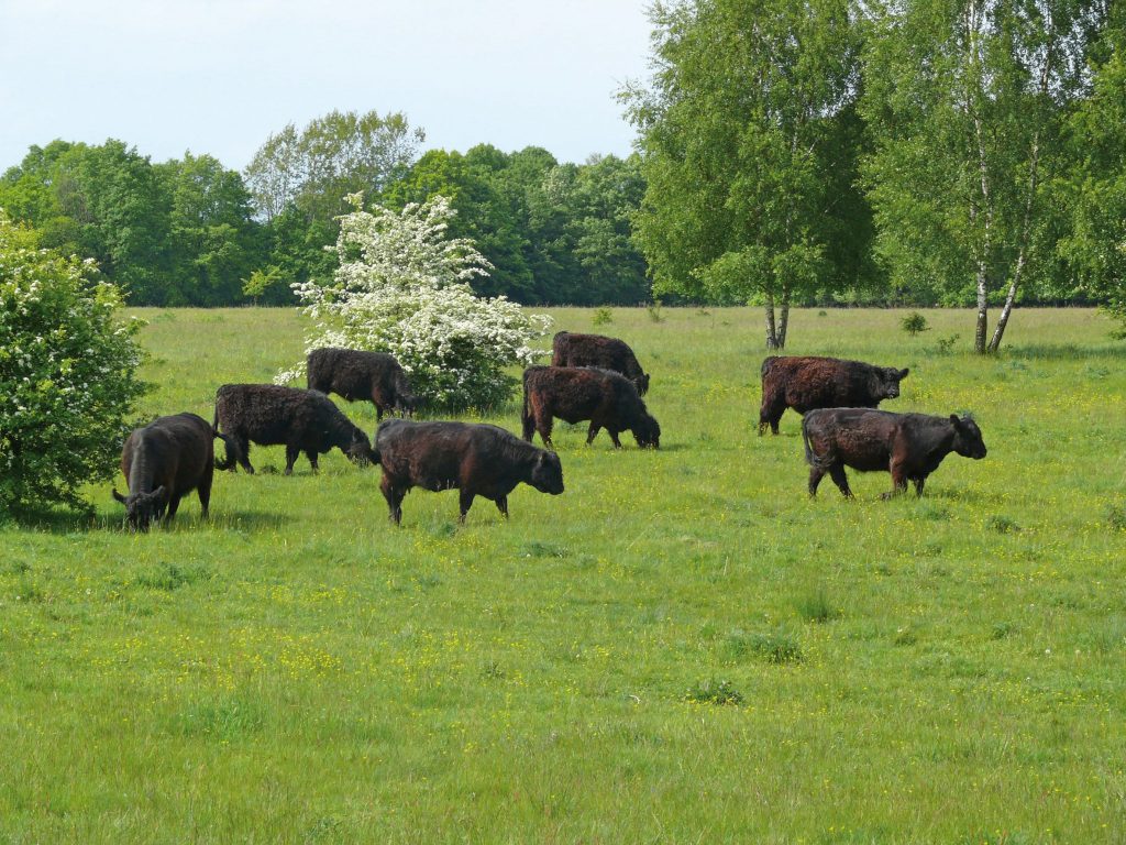Höltigbaum Galloways. Foto Jan Helwig