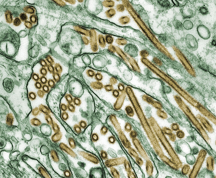 727px-colorized_transmission_electron_micrograph_of_avian_influenza_a_h5n1_viruses