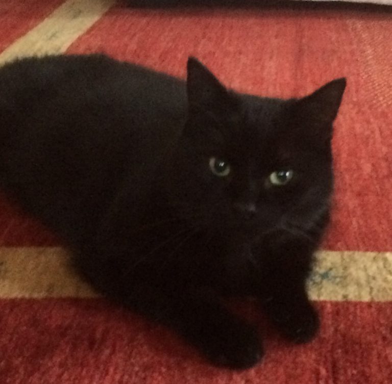 Wir Vermissen unsere Katze Lilly