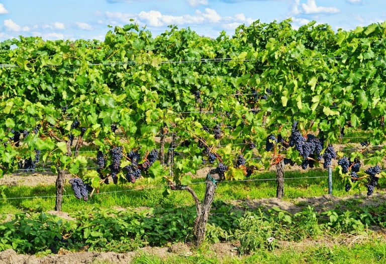 Ökolandbau im Land weiter im Aufwärtstrend