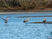 Der Ruf der Kraniche – ein Vortrag von Dr. Bernhard Weßling