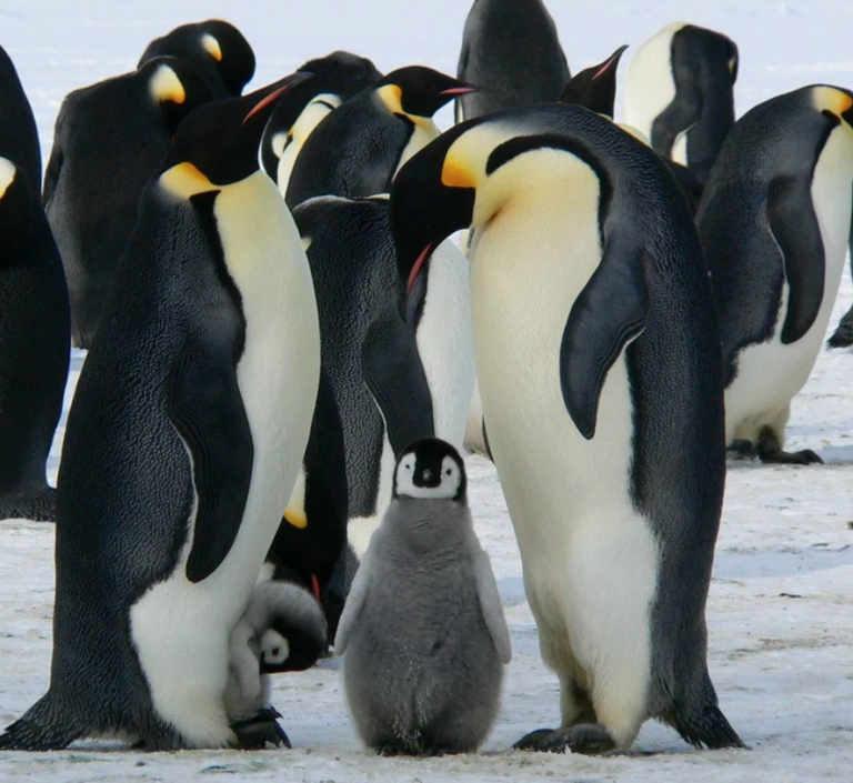 Pinguine und andere Seevögel – Vortragsreihe des Vereins Jordsand