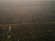 Neuer Wolfsnachweis in Schleswig-Holstein nach Lammriss bei Nortorf