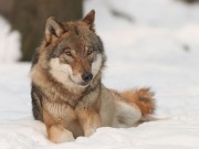 Wolfsmanagement wird angepasst