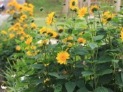 Blumen statt Pillen