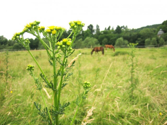 Jakobskreuzkraut-Senecio-jacobaea.-Foto-Günter-Klingenhagen2