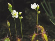 Naturkundliche Führung im Rahmen vom Langen Tag der StadtNatur