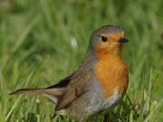 Vogelvielfalt im frühen Frühling Abendlicher Lauschgang im Naturschutzggebiet Heidkoppelmoor