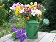 Start in die Sommerblumensaison in der Gartenbaumschule Andresen