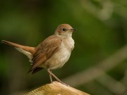 Morgendlicher Lauschgang im Naturschutzgebiet Ammersbek-Niederung