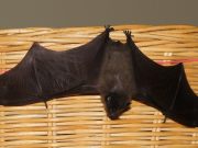 Was fliegt nachts durch Ammersbek?