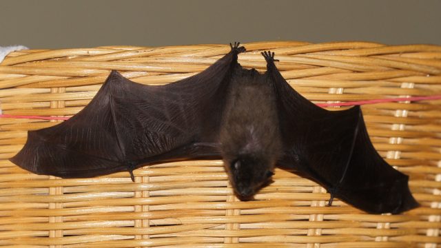 Zwergfledermaus_kurz-vor-Wiederauswilderung