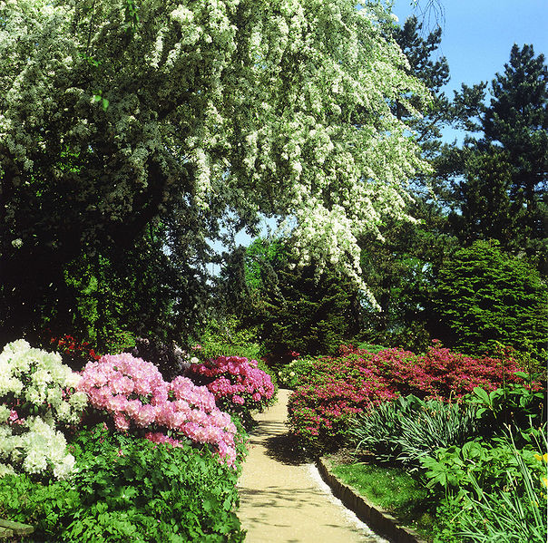 604px-Arboretum_Ellerhoop_-_Zierapfel_und_Rhododendron