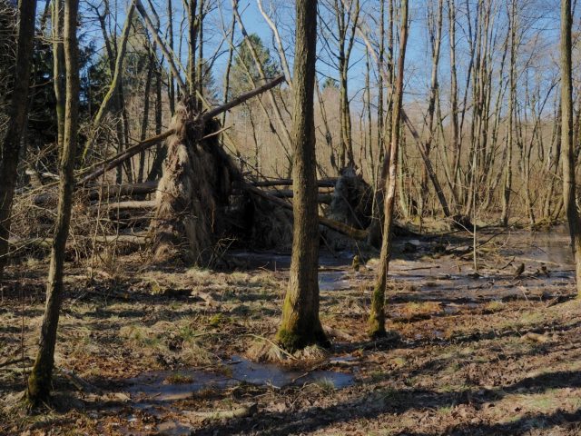 18_Natürliche Walddynamik_Auwald Lottbek nach Xavier