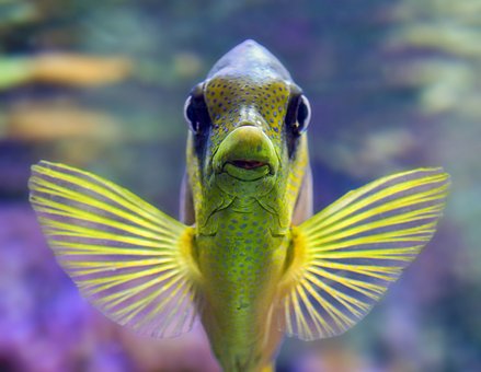 Fische und Pflanzen