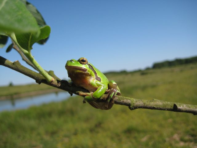 Laubfrosch_KristinaKrenz