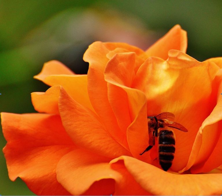 Bienentag bei Andresen