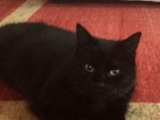 Wir Vermissen unsere Katze Lilly