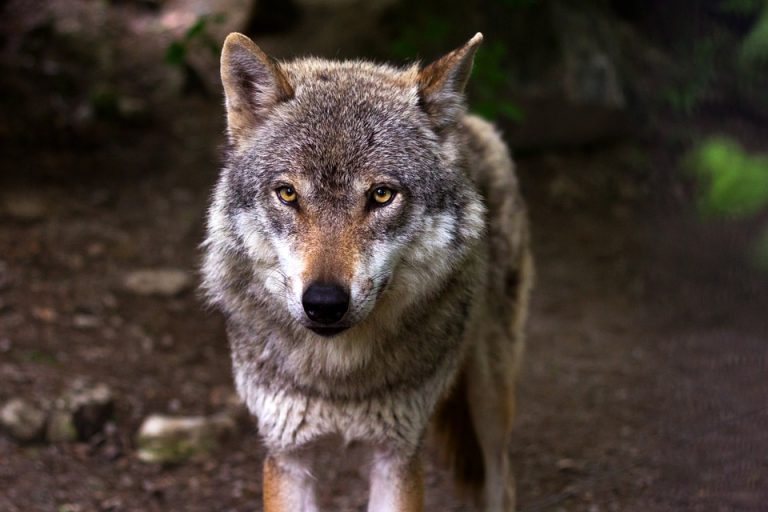 Entnahmegenehmigung für den Wolf GW924m