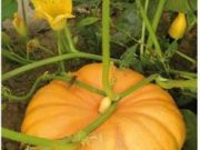 Kürbistage in der Gartenbaumschule Andresen