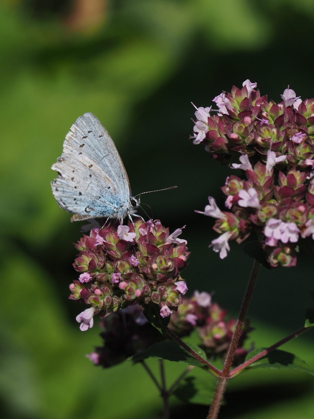 NABU-Gartenprojekt für Wildbienen