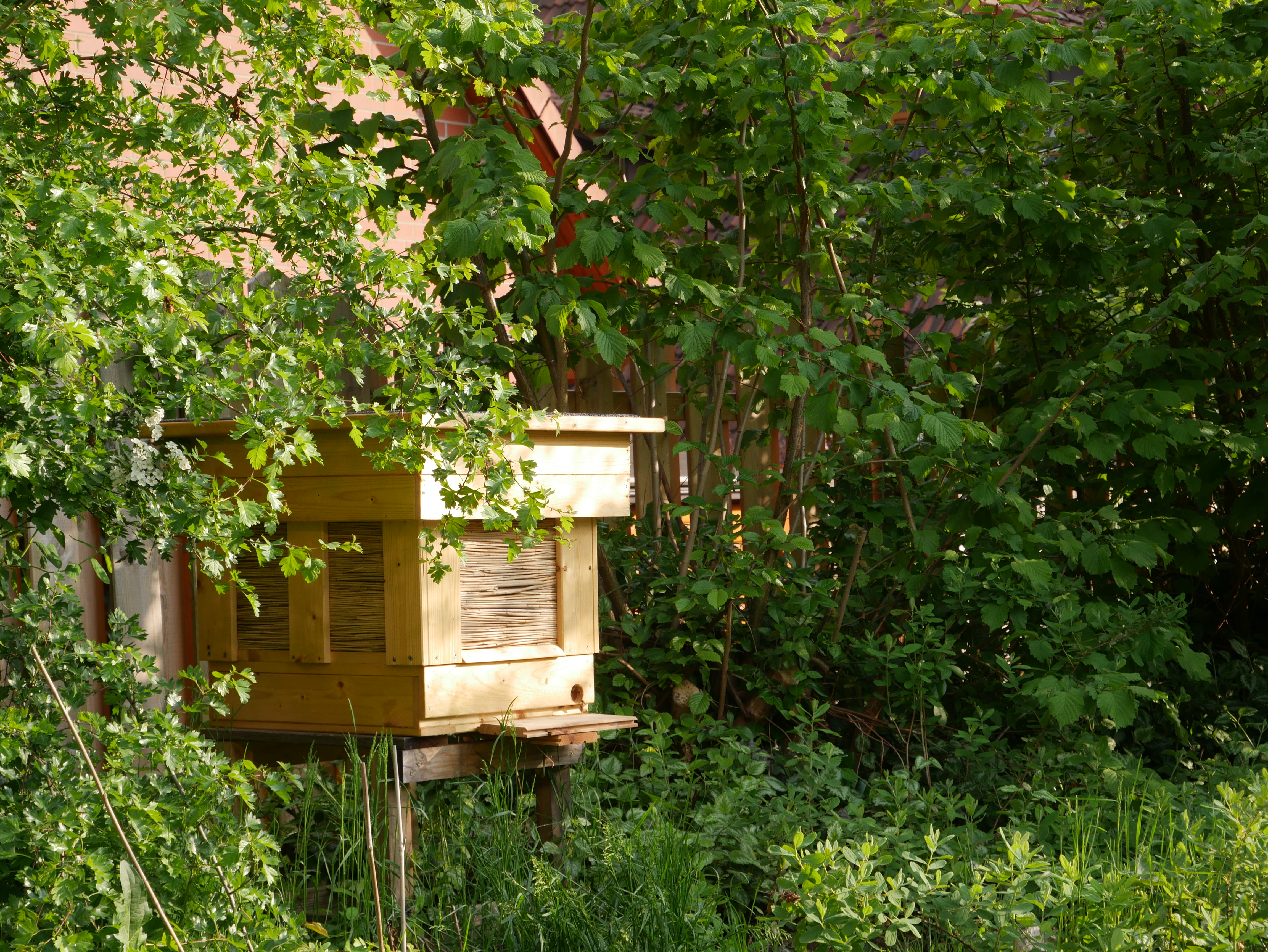 Glückliche Bienen in Ahrensburg – Majas und Willys müssen noch in die Schule