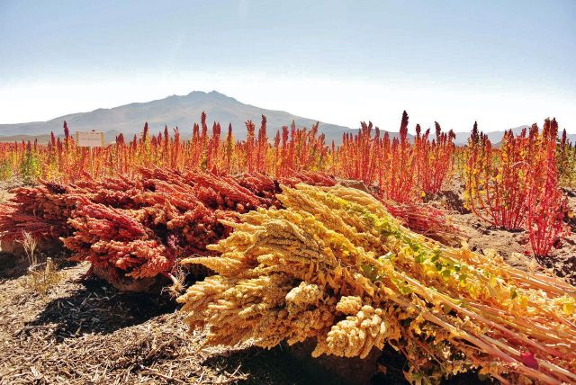 quinoa-4081567_1920