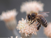 Gegen Insektensterben – weniger ist mehr