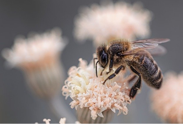 Insektensterben docx.