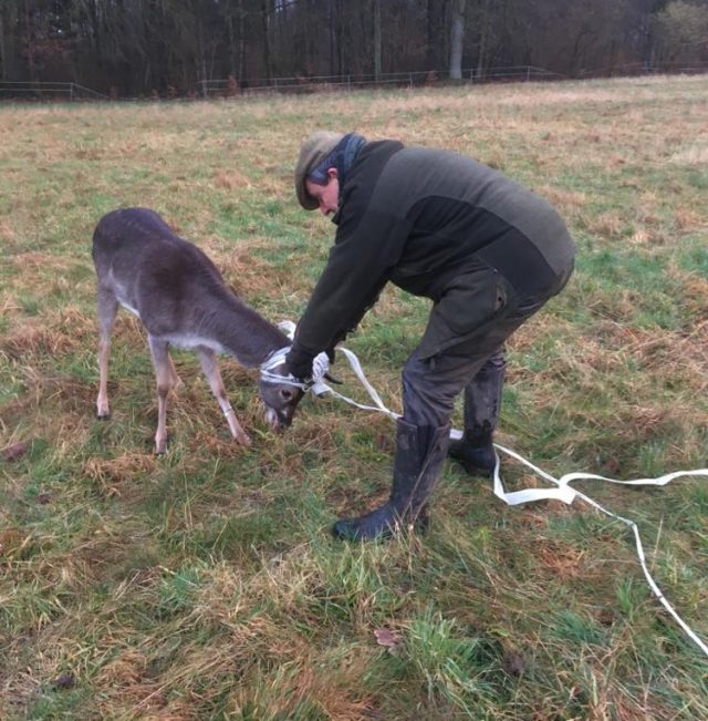 Thimo Scheel nähert sich dem betäubten Hirsch