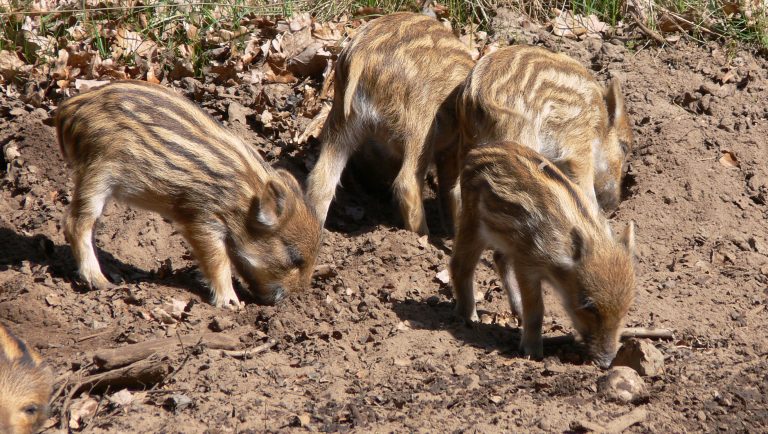 Brut- und Setzzeit – Hunde bitte an die Leine