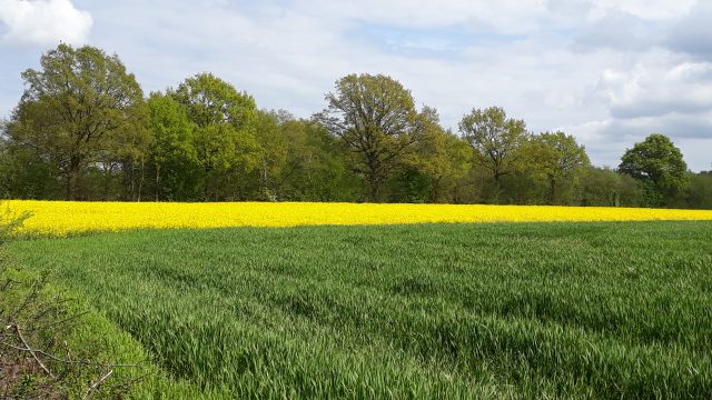 feld