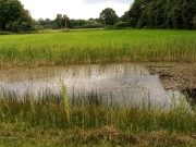 Neuauflage: „Das Bargteheider Moor“