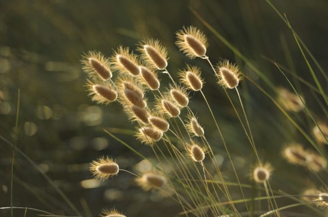 Grasgeflüster 1