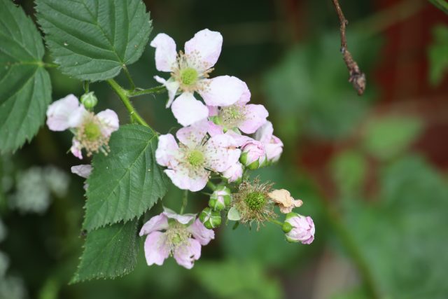 Brombeere 456A2476