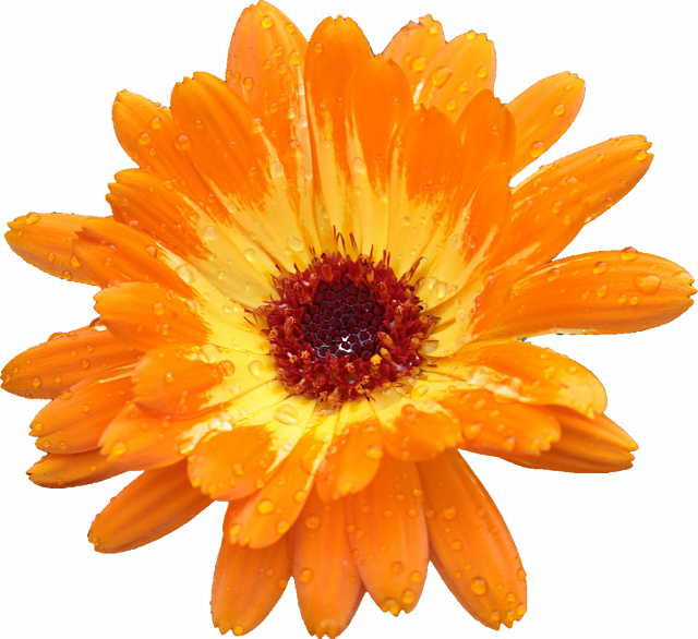 Ringelblume5kl